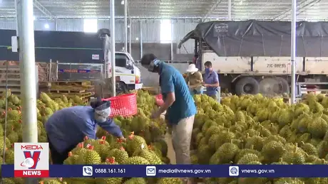 Xuất khẩu sầu riêng tăng vọt