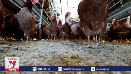 Phần Lan tiêm phòng cúm gia cầm cho người