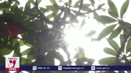 Thích ứng nắng nóng tại các sự kiện lớn toàn cầu