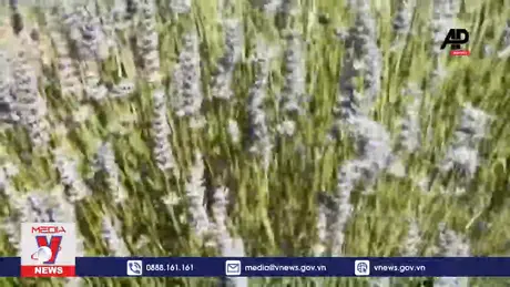 Sắc tím trên những cánh đồng hoa oải hương