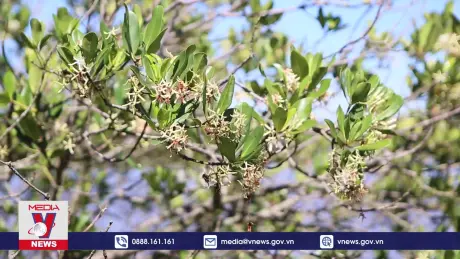 Làm giàu dưới tán rừng ngập mặn