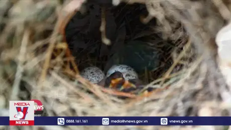 Cần chú trọng bảo tồn rừng trong phố