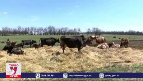 Mỹ phát hiện thêm ca mắc cúm gia cầm H5N1 ở người