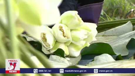 Phát triển làng nghề trồng sen ở Mê Linh 