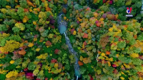 Thông điệp lịch sử: Những khu rừng nổi tiếng trên thế giới