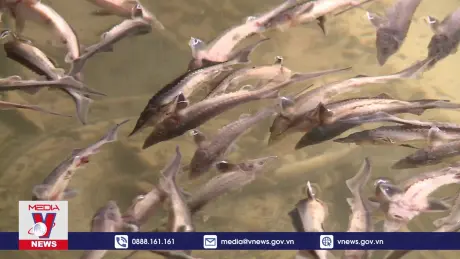 Gần 11 tấn cá tầm chết trắng bụng nghi do nhiễm độc