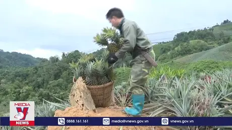 Đồng bào H’mong thoát nghèo nhờ cây dứa