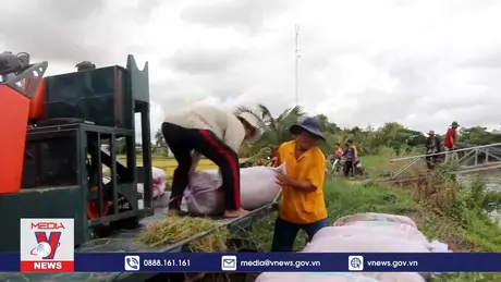 Tín hiệu vui từ vụ lúa chất lượng cao đầu tiên