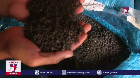 Việt Nam tiếp tục là nguồn cung hồ tiêu lớn nhất tại EU 