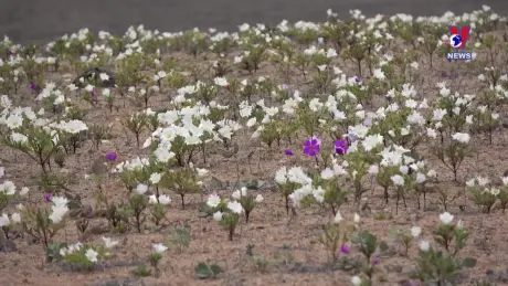 Thú vị năm châu ngày 11/7/2024