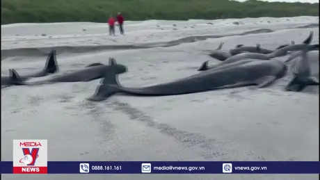 Hàng chục cá voi hoa tiêu chết ở bờ biển Scotland