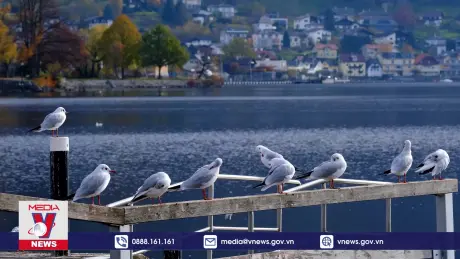 Chuyên gia cảnh báo Australia thận trọng với virus H5N1