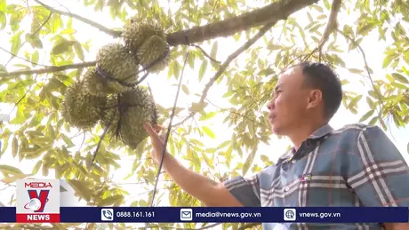 Cây sầu riêng bị thiệt hại nặng do nắng nóng kéo dài