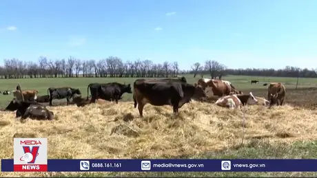 Phát hiện mới về vật chủ lây virus H5N1 sang người