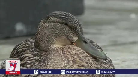 Mỹ phát hiện thêm ca mắc cúm gia cầm ở người