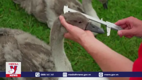 Đếm thiên nga trên sông Thames ở Anh