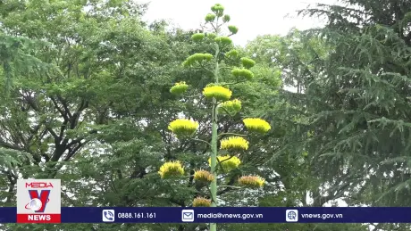 Hiếm hoi khoảnh khắc nở hoa của “cây thế kỷ” ở Tokyo   