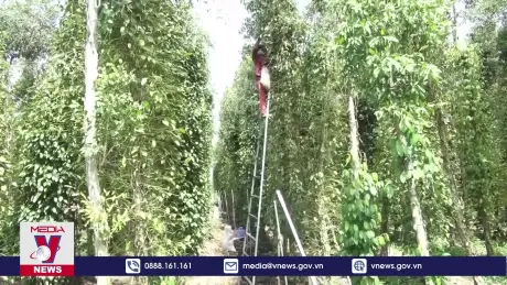 Xuất khẩu các mặt hàng gia vị tăng vọt