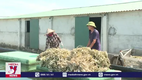 Ninh Bình phát triển bền vững vùng sản xuất hàu giống