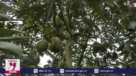 Nhiều vụ phá hoại vườn sầu riêng tại Đắk Lắk