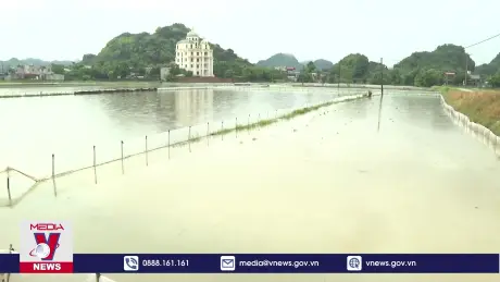 Bảo vệ lúa Mùa mới gieo cấy trước mưa lớn