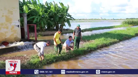 Hàng nghìn ha lúa tại Nam Định bị ngập sâu trong nước