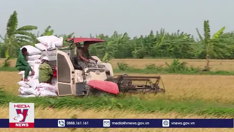 Xuất khẩu gạo dự báo khởi sắc cuối năm