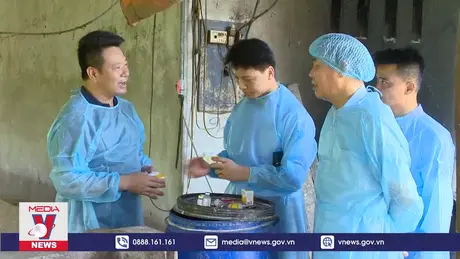 Xuất khẩu vaccine nhưng vẫn xảy ra dịch tả lợn châu Phi diện rộng