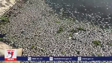 Khẩn trương khắc phục ô nhiễm cá chết tại hồ Hòa Phú