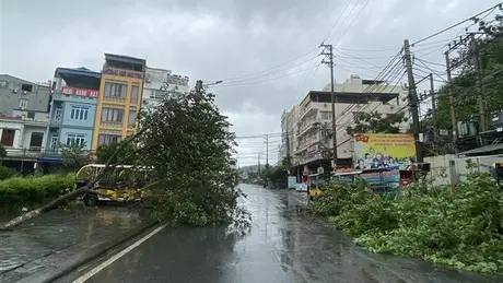 Bão số 2 đã suy yếu thành áp thấp nhiệt đới: Mưa rất lớn, nhiều cây gãy đổ