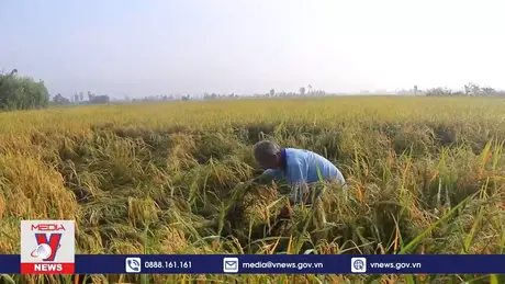 Sóc Trăng thu hoạch lúa Hè Thu đầu vụ gặp khó do mưa dông
