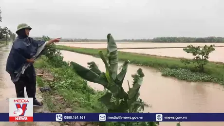 Nhiều ha lúa bị ngập do mưa lũ ở Hải Dương