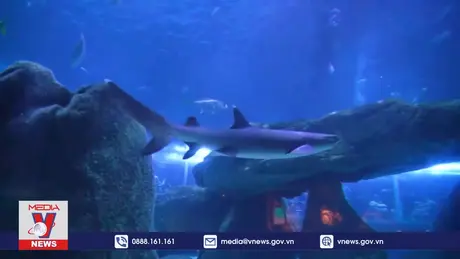 Cá mập ngoài khơi Brazil dương tính với cocain