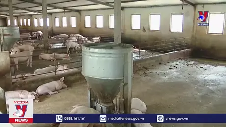 Nguy cơ thiếu thịt lợn cuối năm và tác động CPI