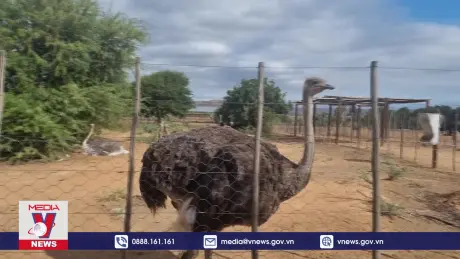 Trang trại đà điểu – mô hình vui chơi hấp dẫn ở Nam Phi