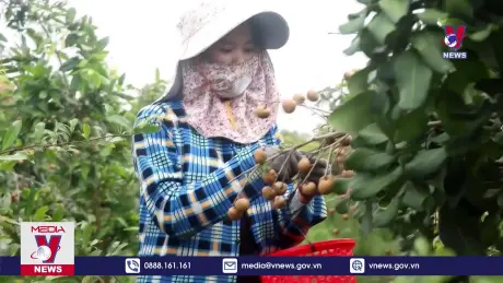 Thanh nhãn chín sớm được giá cao