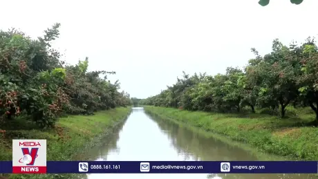 Cần Thơ xuất khẩu khoảng 250 tấn thanh nhãn mỗi năm