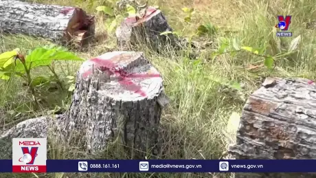 Những cánh rừng biên giới Ia Mơ trước nguy cơ xóa sổ