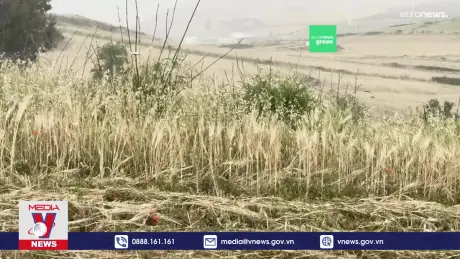 Hạn hán gây thiệt hại nghiêm trọng tại Italy