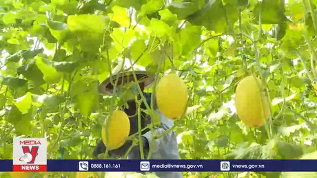 Phát triển Nông nghiệp xanh còn nhiều điểm nghẽn