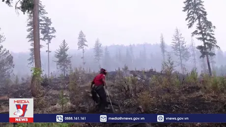 Rừng không còn là lá chắn chống biến đổi khí hậu