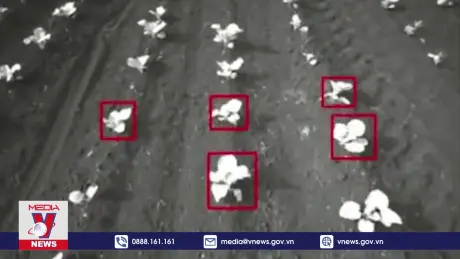 Độc đáo robot diệt cỏ ứng dụng AI