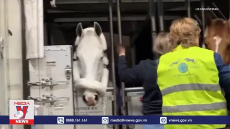 Hành trình đặc biệt của những chú ngựa đến Thế vận hội Paris