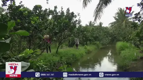 Bưởi tươi được chính thức xuất khẩu sang Hàn Quốc