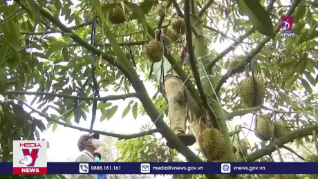 Campuchia chi tiền gấp 23 lần mua sầu riêng Việt Nam