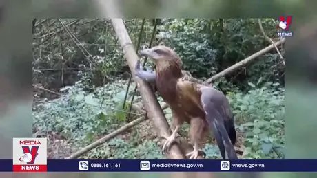 Thả 29 cá thể động vật hoang dã quý hiếm về rừng