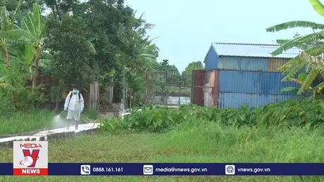 Dịch tả lợn châu Phi lây lan, tỷ lệ tiêm vaccine thấp