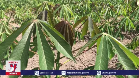 Đưa ngành sắn phát triển bền vững