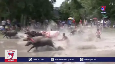 Đua trâu mở màn mùa vụ ở Thái Lan
