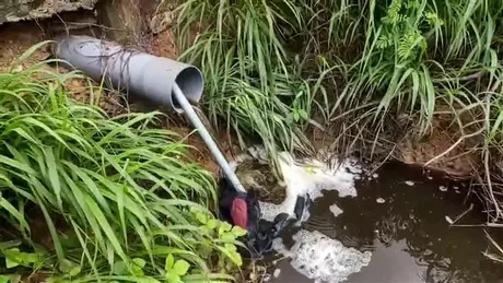 Người dân Ia Piơr kêu cứu về tình trạng ô nhiễm các trại heo